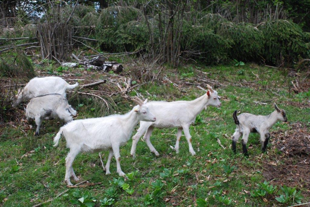 Farm Stay Dolinar Krainer Bohinjska Bela Pokoj fotografie