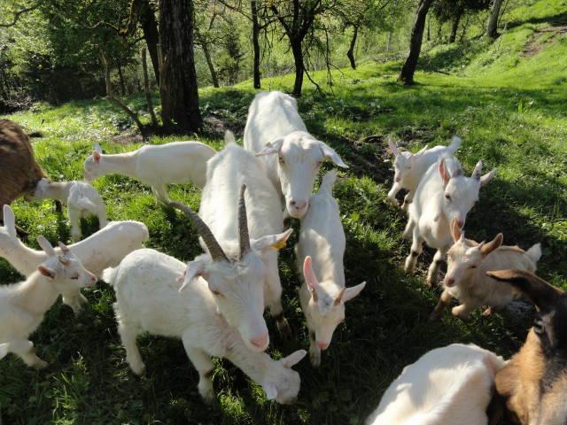 Farm Stay Dolinar Krainer Bohinjska Bela Exteriér fotografie